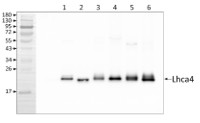 Lhca4 | PSI type IV chlorophyll a/b-binding protein in the group Antibodies for Plant/Algal / Photosynthesis / LHC at Agrisera AB (Antibodies for research) (AS01 008)